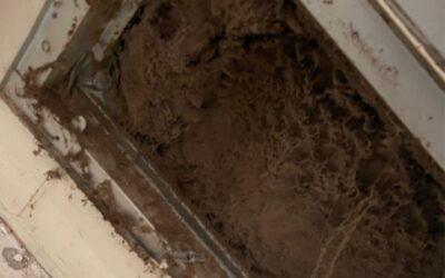 How Hurricanes Trigger Mold Growth in Air Ducts: Tips for Homeowners