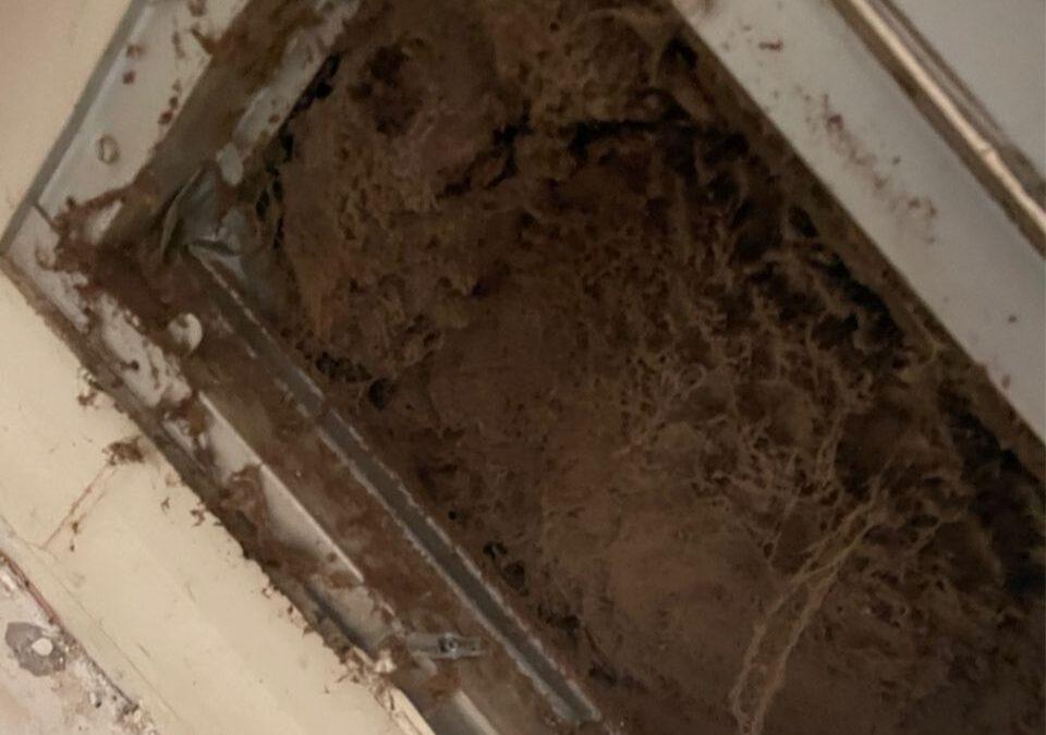 How Hurricanes Trigger Mold Growth in Air Ducts: Tips for Homeowners